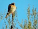 photo thumbnail #4