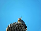 photo thumbnail #15