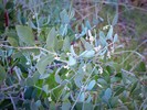2016-01-16 :2: Cone Mountain Loop - MSPN :: New2hyk