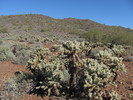 photo thumbnail #8