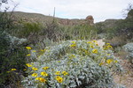 photo thumbnail #8