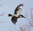 2016-01-15 :2: Cibola National Wildlife Refuge :: gummo
