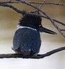 2016-01-15 :2: Cibola National Wildlife Refuge :: gummo