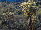 photo thumbnail #3