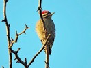 photo thumbnail #7