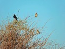 photo thumbnail #9