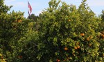 photo thumbnail #6