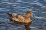 photo thumbnail #14