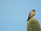 photo thumbnail #13