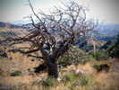 photo thumbnail #6
