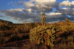 photo thumbnail #1