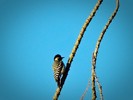 photo thumbnail #9