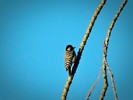 photo thumbnail #10