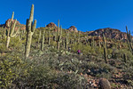 photo thumbnail #6