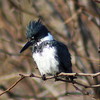 2016-01-28 :2: Riparian Preserve at Water Ranch - Gilbert :: gummo