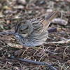 photo thumbnail #5