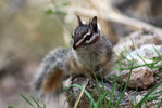 2016-01-30 :2: Wind Cave Trail #281 :: gummo