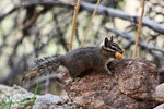 2016-01-30 :2: Wind Cave Trail #281 :: gummo