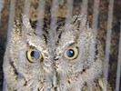 2016-01-31 :2: Arizona-Sonora Desert Museum :: New2hyk