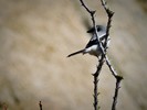 photo thumbnail #15