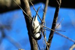 photo thumbnail #14