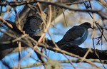 2016-02-04 :: Zilker Park :: gummo