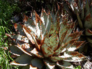 photo thumbnail #8