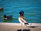 photo thumbnail #8