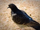 photo thumbnail #9