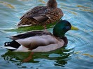 photo thumbnail #14