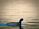 photo thumbnail #15