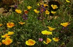 photo thumbnail #8