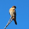 photo thumbnail #2