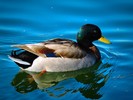 photo thumbnail #7