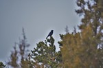 2016-02-14 :2: Sand Canyon Trail :: PaleoRob