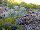 photo thumbnail #4