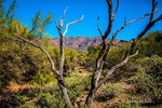 photo thumbnail #8