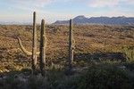photo thumbnail #5