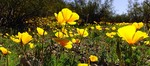 photo thumbnail #14