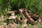 photo thumbnail #1