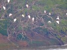 2016-02-27 :2: Kanaha Pond Wildlife Sanctuary :: New2hyk