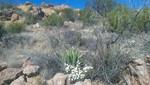 photo thumbnail #9