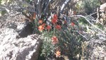 photo thumbnail #10