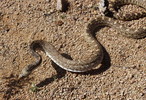 photo thumbnail #3