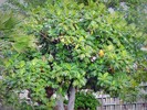 photo thumbnail #15
