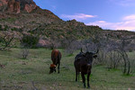 photo thumbnail #15