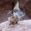 2016-03-03 :2: Wind Cave Trail #281 :: gummo
