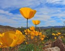 photo thumbnail #7