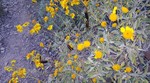 2016-03-06 :2: Lookout Mountain Summit Trail #150 :: Uberdroog