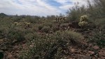photo thumbnail #2